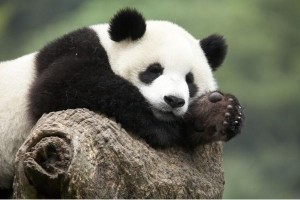 600_400____1__panda-zoo-de-beauval---journee-parc-animalier_1783
